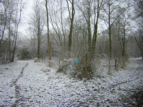 Shadwell Wood in the Snow
