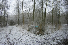Shadwell Wood in the Snow
