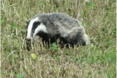 Badger
