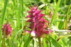Crested Cow-wheat
