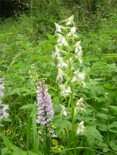 Greater Butterfly and Common Spotted Orchids